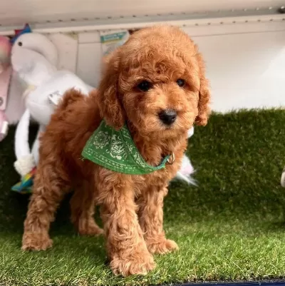 Sevimli Toy Poodle Yavrularımız