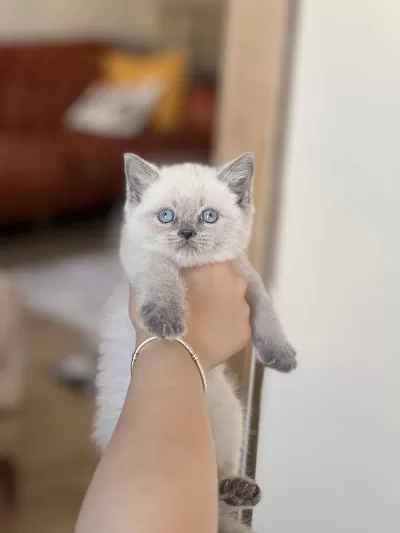 İnsan Canlisi Blue Point Safkan British Shorthair Yavru