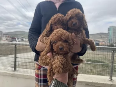 Petmode Köpek Çiftliğindr Ziyarete Açık Toy Poodle