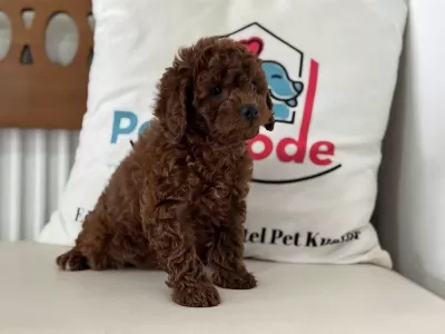 Petmode Köpek Çiftliğinden Ziyarete Açık Toy Poodle
