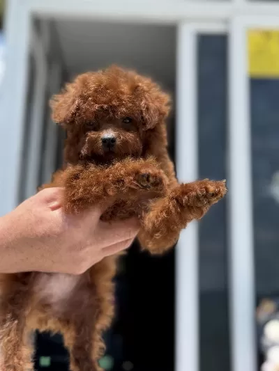 Petmode Köpek Çiftliğinden Redbrown Toy Poodle