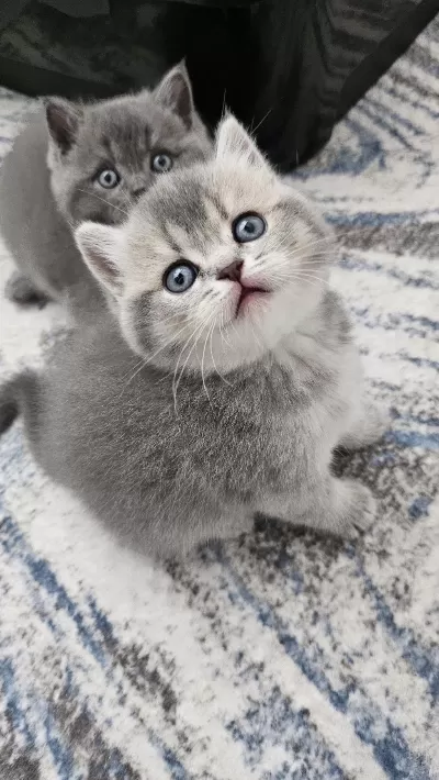 Eşsiz Güzellikte British Shorthair Yavrularim