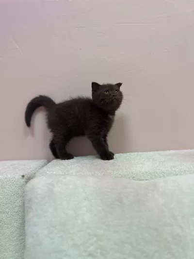 Scottish Fold Çikolata Yavrumuz
