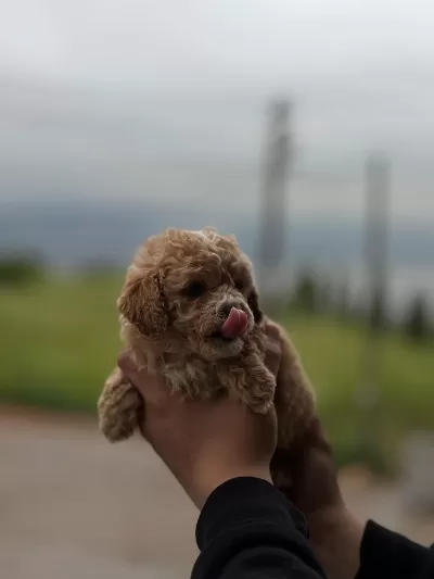 Yeni Yuvasına Hazır Maltipoo Ve Poodle Yavrularımız