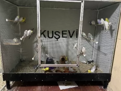 Yavru Muhabbet Kuşlar