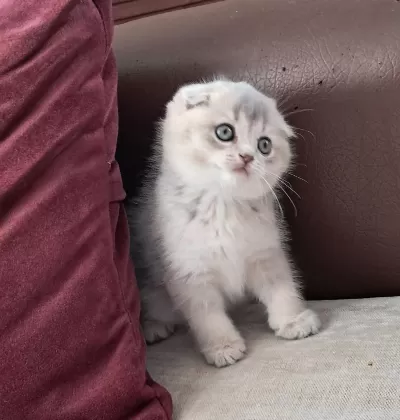 Scottish Fold Golden Dişi