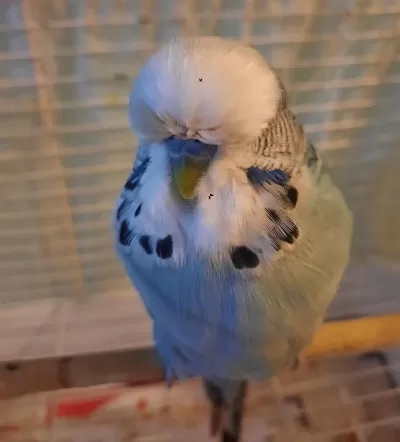Show Jumbo Muhabbet Kuşu Erkek