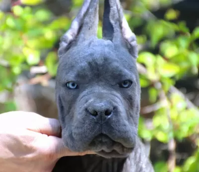 Fci-kif Şecereli Federasyon Kayitli Safkan Cane Corso Yavru