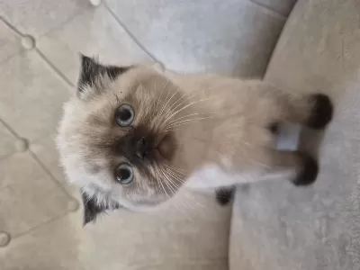 Scottish Fold Kedisi