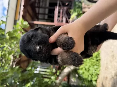 K9 Alman Kurdu Yavrularımız Potyumda