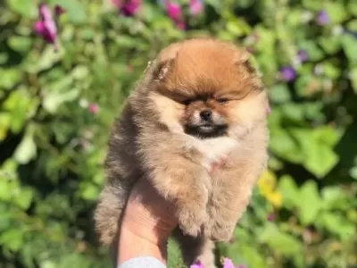 Teddy Bear Pomeranian Yavrulari