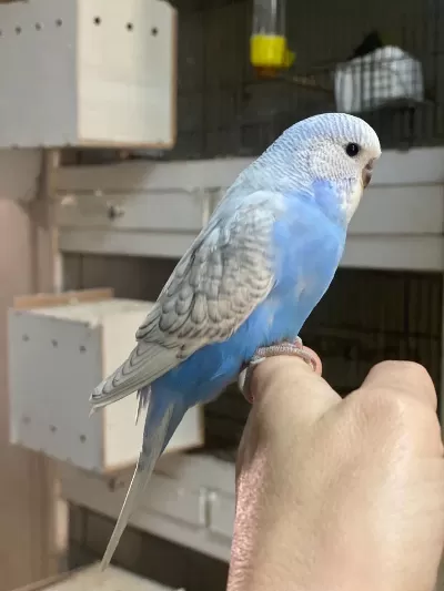 Ele Omuza Alıştırmalık Muhabbet Kuşlarımız