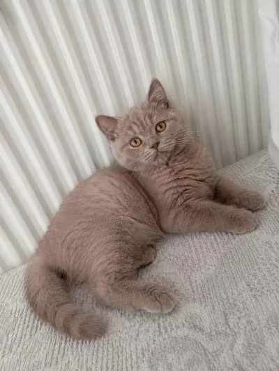 Şeftali 65 Günlük Orjinal Kehribar Gözlü British Shorthair