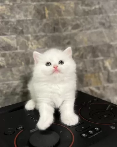 Bebek Yüz British Longhair Yavrularim