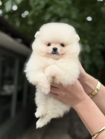 Kusursuz Karbeyaz Pomeranian Boo