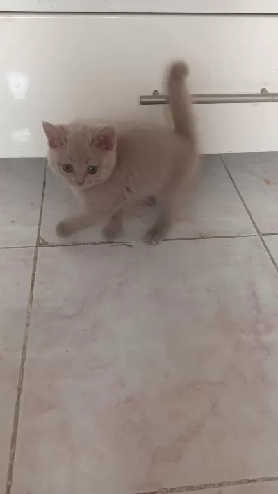 Yavru Kedilerimize Yuva Arıyoruz