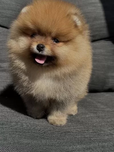 Sevgiyle Büyütülen Pomeranian Boo