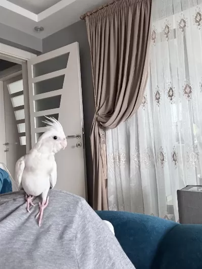 Sultan Papağanı 50 Günlük