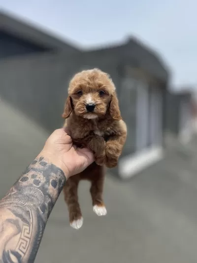 Maltipoo Yavrularımız