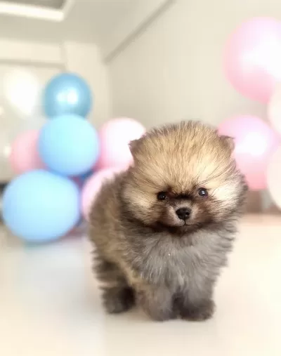 Pomeranian Boo Ayı Surat