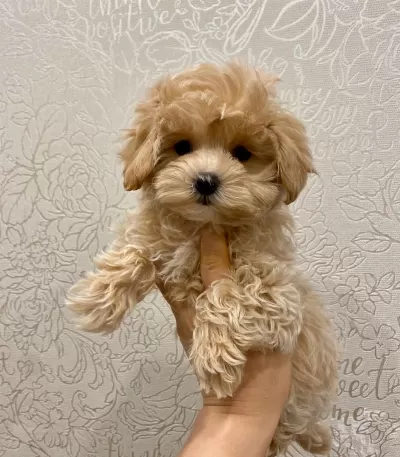 Sevimli Maltipoo Yavrulari
