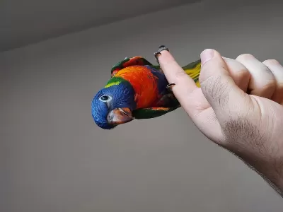Lori Papağanı Tüm Detaylar Açıklamada