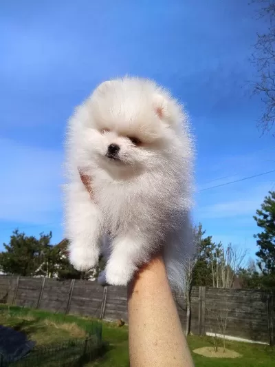 Orjinal Pomeranian Boo