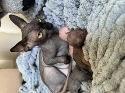 3 Adet Orijinal Mavi Göz Sphynx