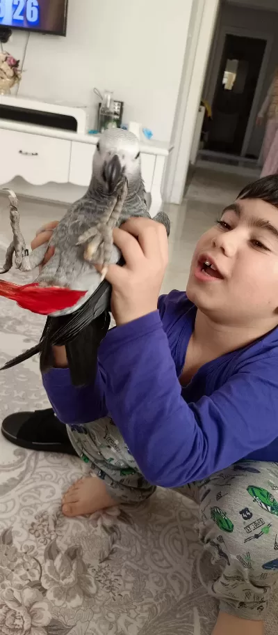 Oğlum Tarafından El Besleme Olarak Büyütülmüş Jako