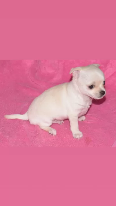 Harika Chihuahua Çok Güzel