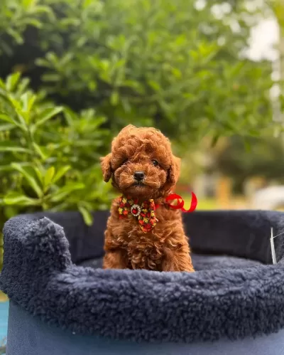 Safkan Toy Poodle Yavrularımız