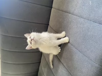 Point Dişi Bebek British Shorthair