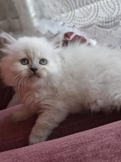 Safkan Himalayan Sağlıklı Yavru