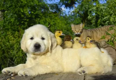 Golden Retriever Yavrular Canlı Görerek Alabilirsiniz