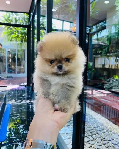 Pomeranian Boo Yavrulari