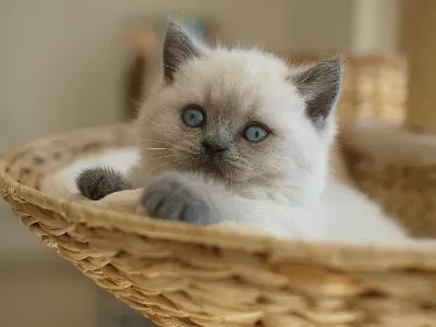 British Shorthair Yavrular Evinizin Neşesi Olacaktır