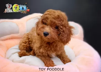 Red Brown Toy Poodle Bebekler