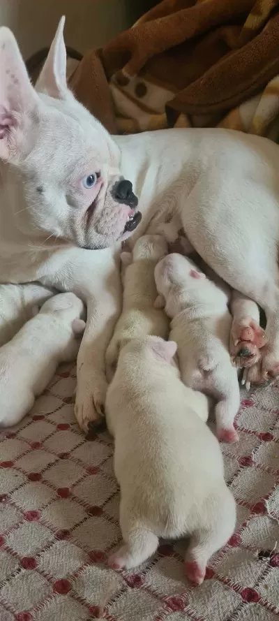 3 Haziran Doğumlu Beyaz Mavi Göz French Bulldog