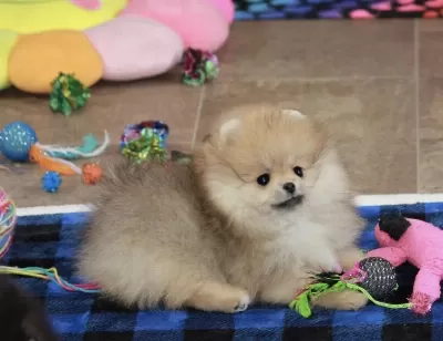 Pomeranian Boo Köpekleri