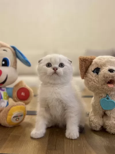 Scottish Fold Silver Yavrularim