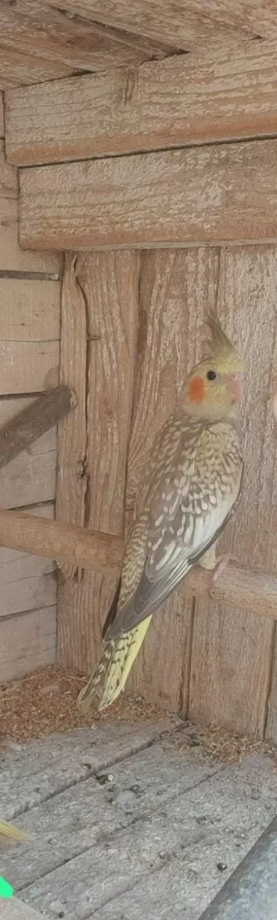 Yeni Sultan Papağanı Yavrular Yeme Düşecekler Bu Hafta