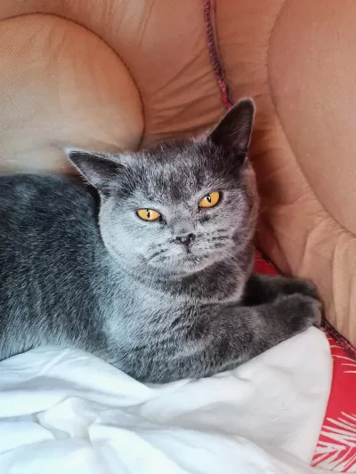 Dişi British Shorthair