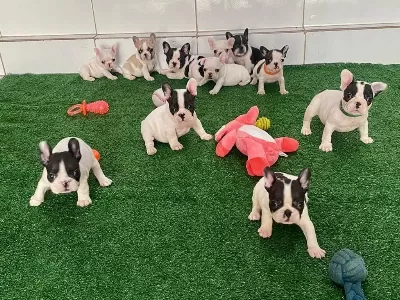 French Bulldog Yavrulari