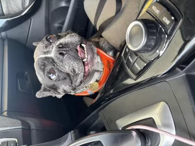 Harika Dişi French Bulldog