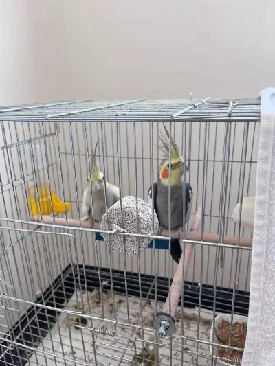 Acil Satılık Yavru Garantili Çift Sultan Papağanı