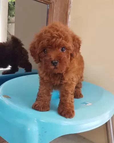 İrk Garantili Toy Poodle Yavrulari