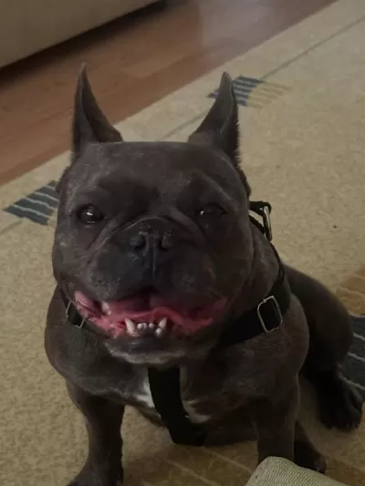 Sevimli Dişi French Bulldog