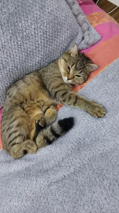 2 Yasinda British Shorthair Tabby Kedimiz