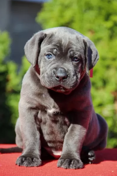 Blue Cane Corso Yavrulari