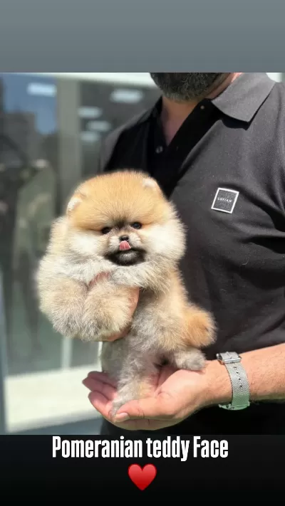 Pomeranian Boo Üst Kalite Bebek